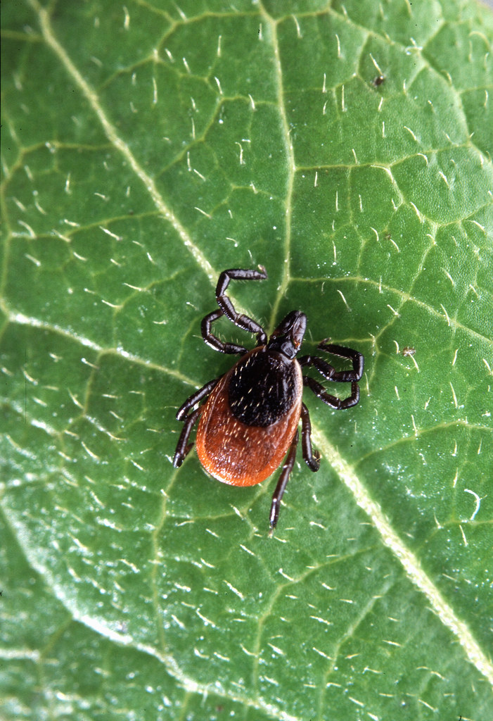 An adult deer tick (Ixodes scapularis) sits on a leaf. USDA photo by Scott Bauer.