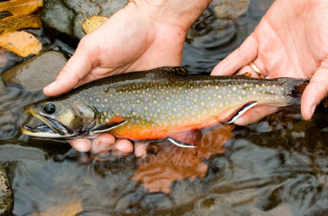 Photo of a brook trout in fall spawn coloration being held at the water surface by two human hands.