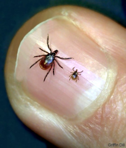 Photo of an adult and nymph stage tick on a human fingernail to demonstrate visual scale between the two stages.
